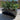 Sort plantekasse med hjul