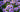 Asters