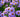 Asters