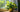 Epipremnum