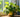 Epipremnum