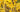 Forsythia