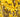 Forsythia