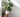 Monstera i stue