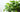 Philodendron