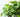 Philodendron
