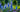 Ridderspore