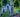 Ridderspore