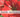 amaryllis blomst i haven
