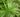 citronverbena