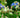 hjulkrone