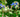 hjulkrone