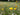 blomsterfrø til krukker