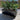 Sort plantekasse med hjul