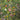 Sommerfugle blomsterfrø