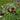 tørrede blomster frø