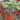 plastik potter til planter