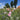 sommerblomster frø